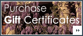 Purchase Gift Certificates