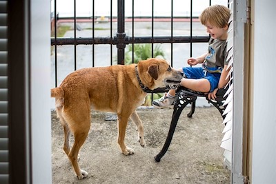 Pet Friendly Accommodation Specials in Savannah